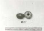 Click for 1 image(s) for this accession. FRUIT